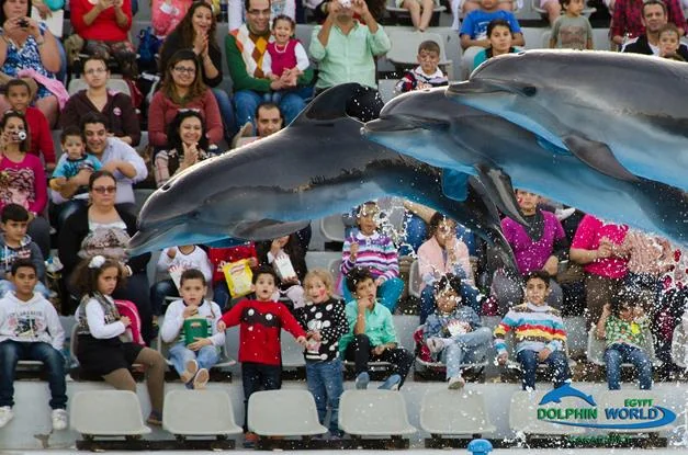 Dolphin Show  Dolphin World 